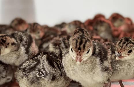 Turkey chicks