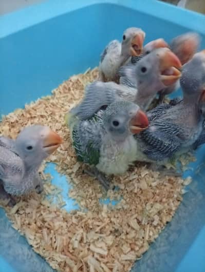 Raw chicks SunConor chicks available lahore