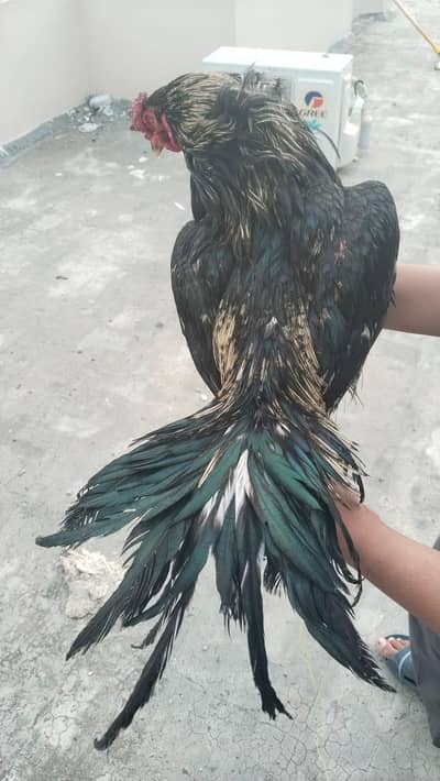 pure Lasani mushka patha 4200