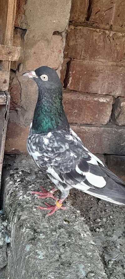 Royal taddy nar rampuri