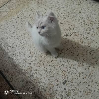 beautifull pershain cat