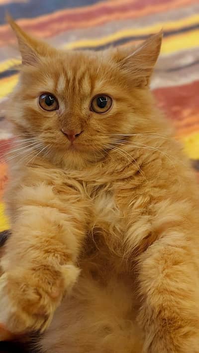 Triple Coated Persian Cats for urgent sale