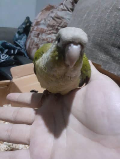 pineapple conure active and healthy chick