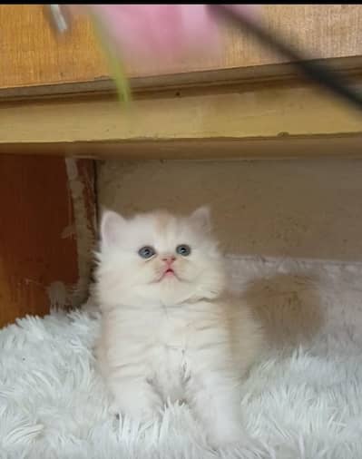Persian kittens/ triple coated/ kittens available for sale