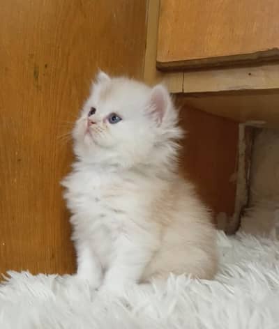 Persian kittens/ triple coated/ kittens available for sale