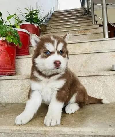 Siberian Husky dog whatsApp number 03468556940