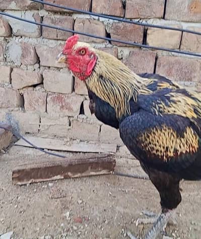 (Thai × Burmi) Aseel murga