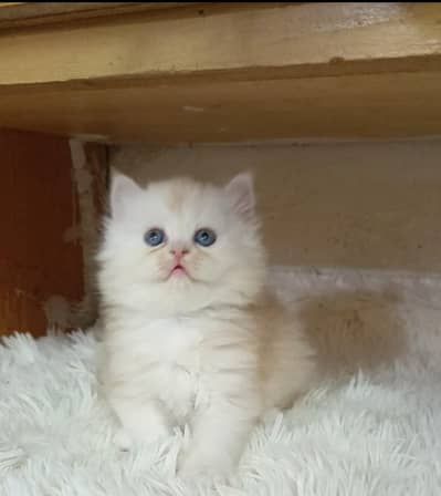Persian kittens/ triple coated/ kittens available for sale
