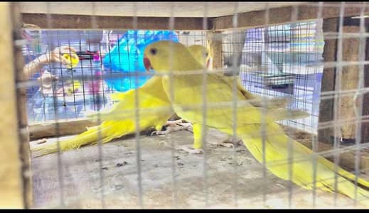 Yellow parrot Pair