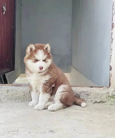 Siberian Husky dog whatsApp number 03468556940