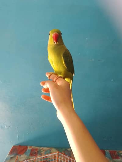 ringneck parrots fully friendly fully handtame