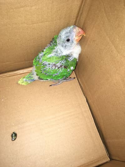 Raww ring nick jumbo size