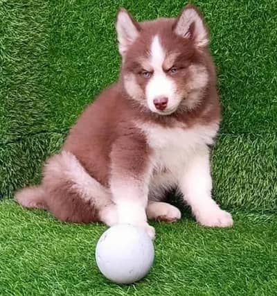 Siberian Husky dog whatsApp number 03468556940
