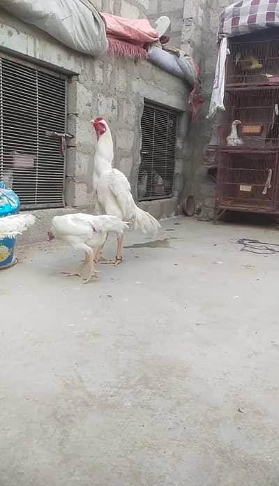 GERMAN WHITE  O SHAMO MALE AND FEMALE AVAILABLE