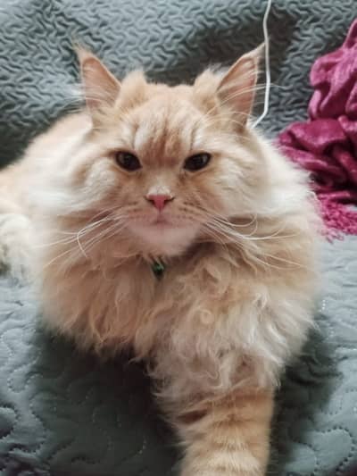 Male cat for sale urgent only serious buyes contact me 03234507143 wp