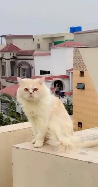 persian male cat for sale