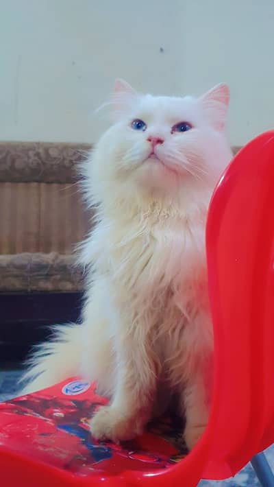 Huge size healthy male tom available for stud service