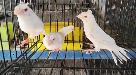 White Crested Red EyE Banglize trio