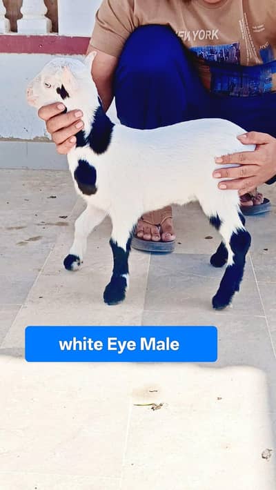 Teddy abluck male. kid