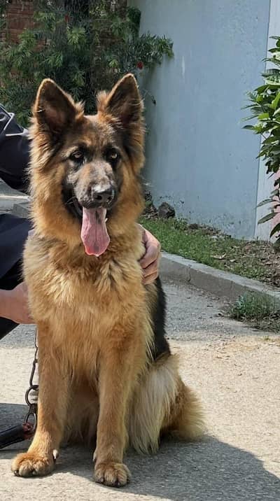 GERMAN SHEPHERD YOUNG CONFIRM BREEDER FEMALE