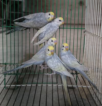 Rainbow pair  available