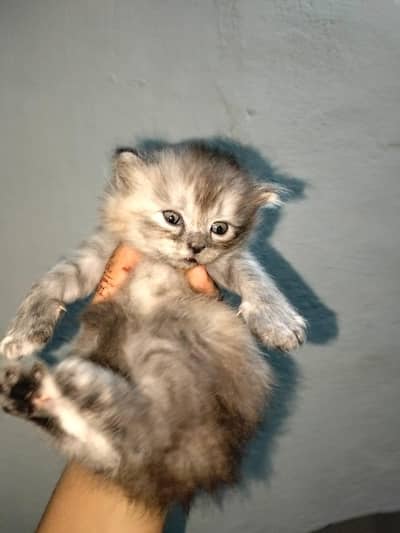 Persian kitten  healthy and active