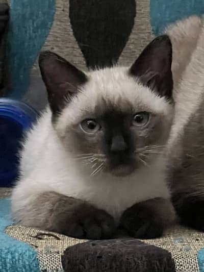 Siamese Female Kitten for sale - Lahore