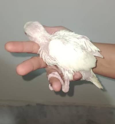 new stock available hai parrot contact now