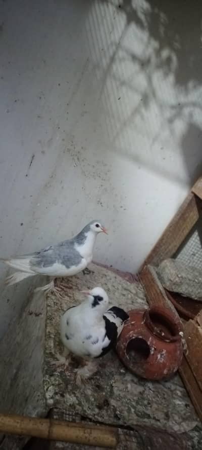 silver sherazi  pair