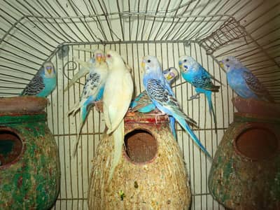 Australian Parrot  With Red Eyes Parrot per Peice price 700