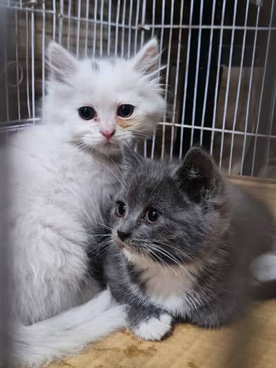 Persian cat male female Golden eyes double coated