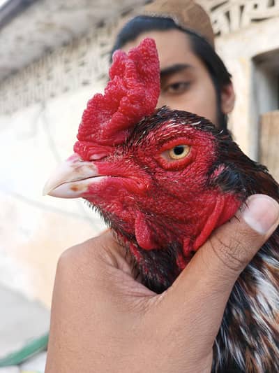 Aseel maniwail breeder available h