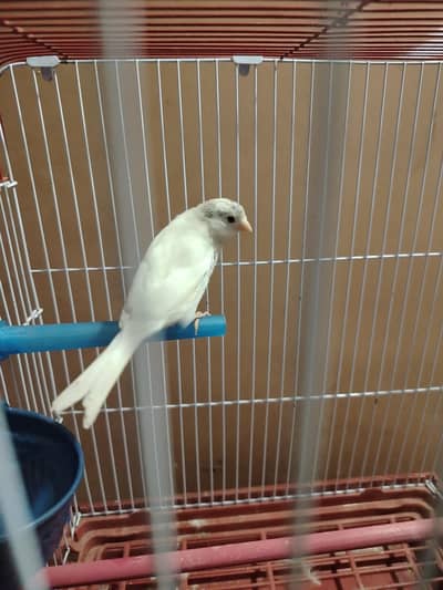 White black cap singing Canary male for sale