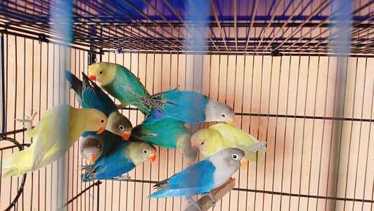 Albino Cremino Decino