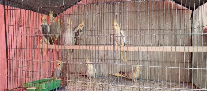Cream Pied, Pearl , Grey Pied and Grey Cockatiel