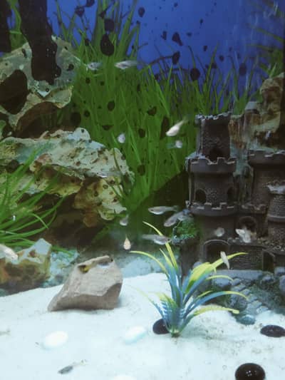 3 Months Old Guppy Fish Zabardast Breed