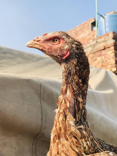 vietnami female high quality 03074327731