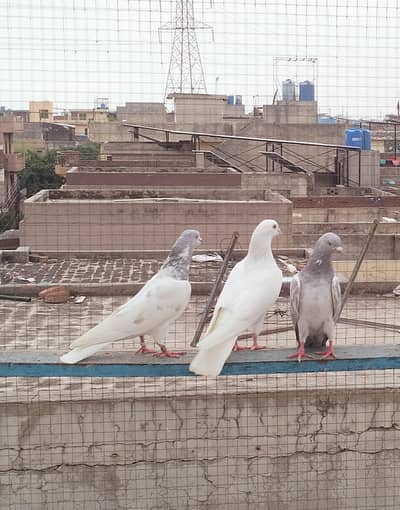 3piece Male and 2baby pigeon for sale final price 7500