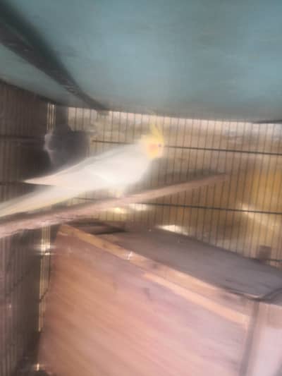 cocktail and Australian parrot