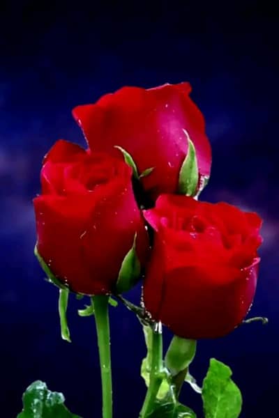 thala ka liya ak larka zurat hai urgent timing sham 5 bj say rat 12 bj