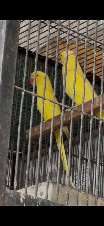 Parrot | Yellow Parrots | tamed Parrot | Parrots For Sale
