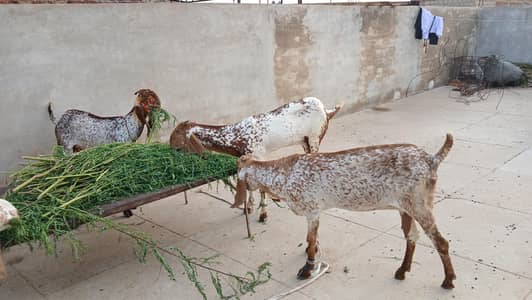 makhi cheeni bakray 3