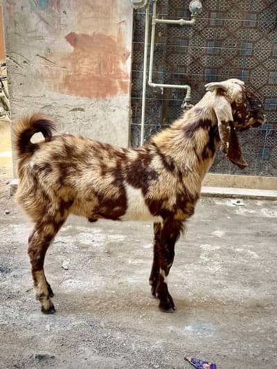 Bakra for sale