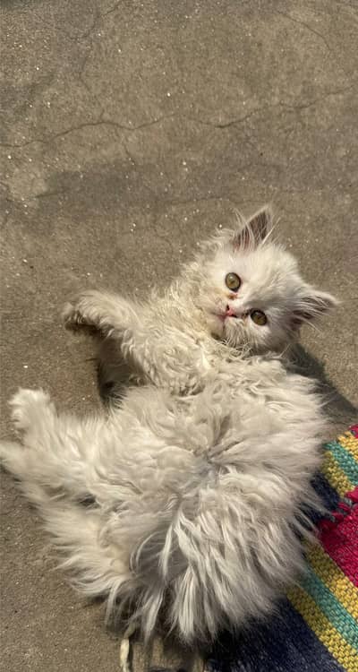 Persian kitten