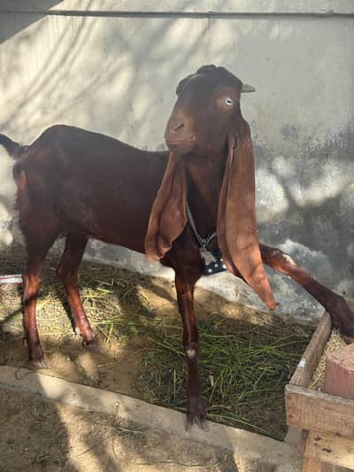 beetal bakri 2 dant path