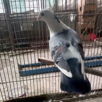Fancy Pigeons Kabootar