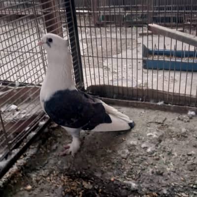 Fancy Pigeons Kabootar