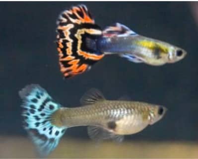 Guppy Fish attractive colors delivery available