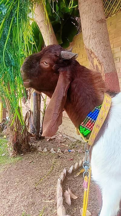 Bakra for sale Burbani 2026