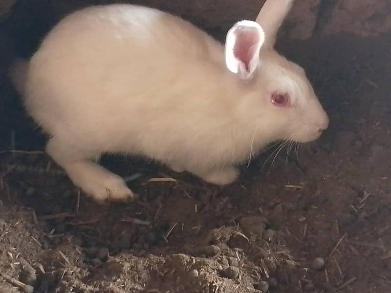 rabbit pair 0